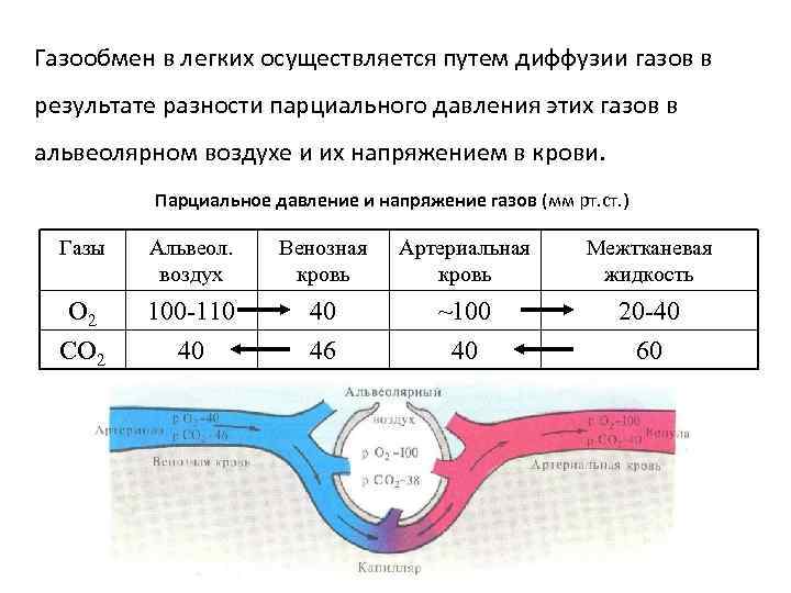 Графическое изображение фаз дыхания