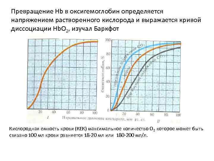 Превращение Hb в оксигемоглобин определяется напряжением растворенного кислорода и выражается кривой диссоциации Hb. О