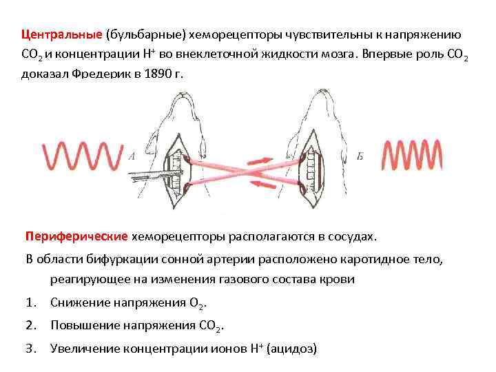 Центральные (бульбарные) хеморецепторы чувствительны к напряжению СО 2 и концентрации Н+ во внеклеточной жидкости