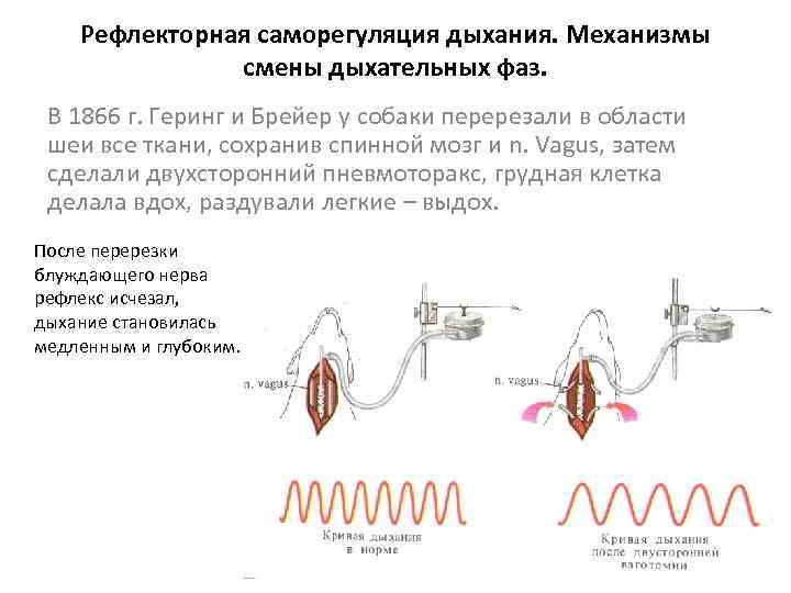  Рефлекторная саморегуляция дыхания. Механизмы    смены дыхательных фаз.  В
