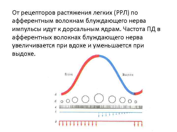 От рецепторов растяжения легких (РРЛ) по афферентным волокнам блуждающего нерва импульсы идут к дорсальным