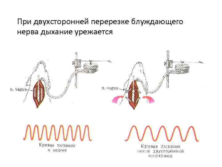 При двухсторонней перерезке блуждающего нерва дыхание урежается 
