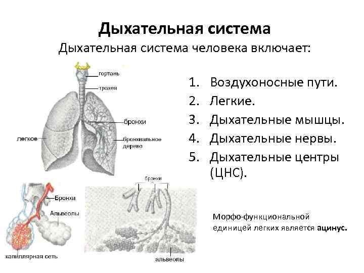 Общий план строения системы органов дыхания