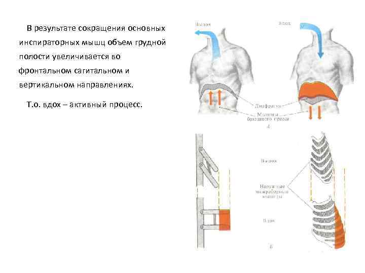  В результате сокращения основных инспираторных мышц объем грудной полости увеличивается во фронтальном сагитальном