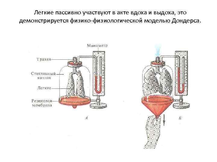   Легкие пассивно участвуют в акте вдоха и выдоха, это демонстрируется физико-физиологической моделью