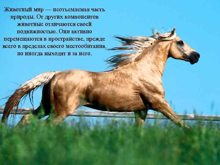  Животный мир — неотъемлемая часть  природы. От других компонентов  животные отличаются