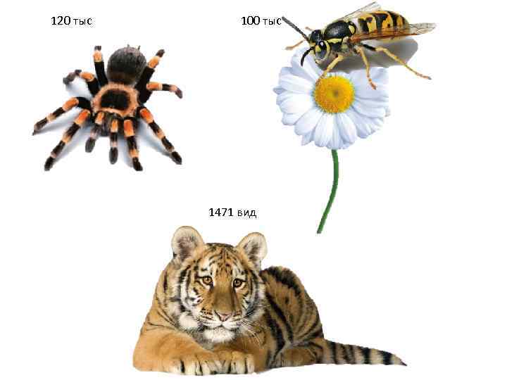 120 тыс  100 тыс    1471 вид 