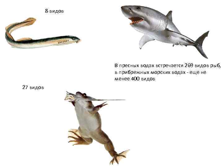   8 видов     В пресных водах встречается 269 видов