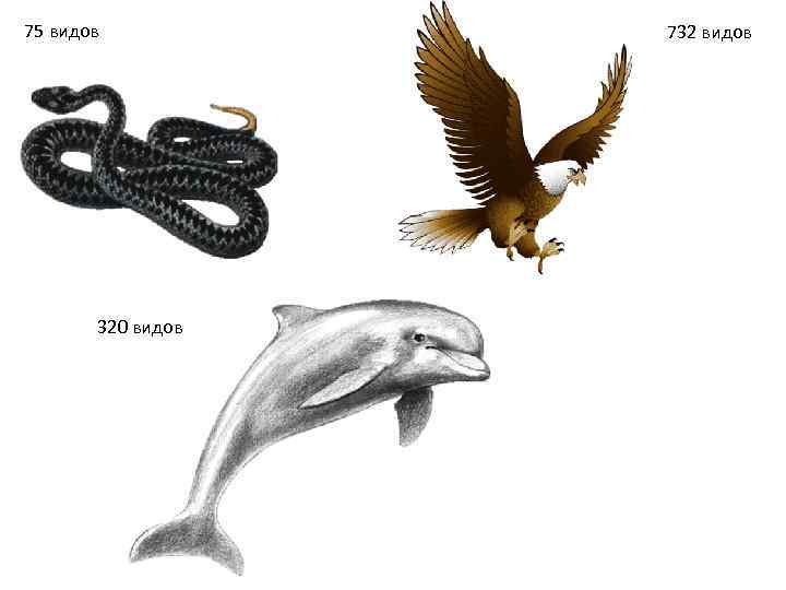 75 видов  732 видов  320 видов 