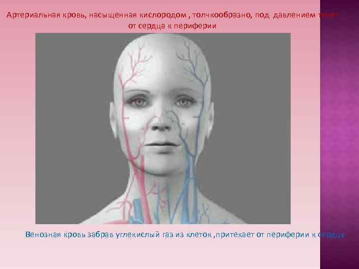 Артериальная кровь, насыщенная кислородом , толчкообразно, под давлением течет от Артериальная кровь, насыщенная кислородом , толчкообразно, под давлением течет от
