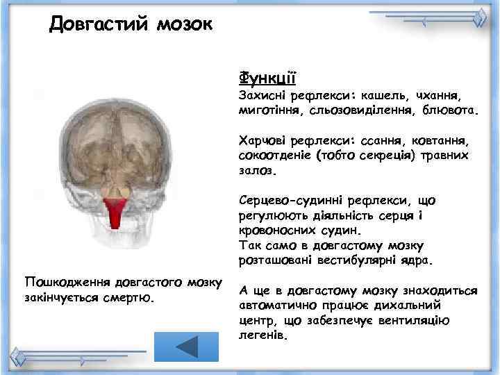   Довгастий мозок       Функції   