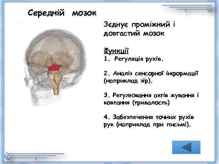 Середній мозок   Зєднує проміжний і   довгастий мозок   
