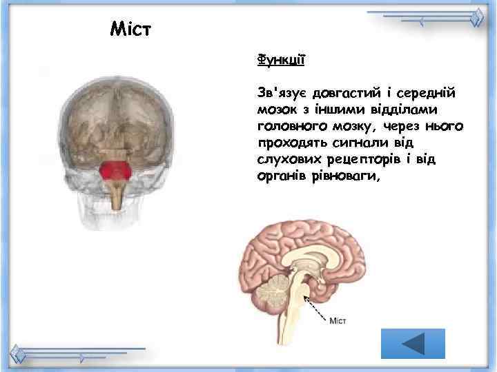 Міст  Функції   Зв'язує довгастий і середній  мозок з іншими відділами