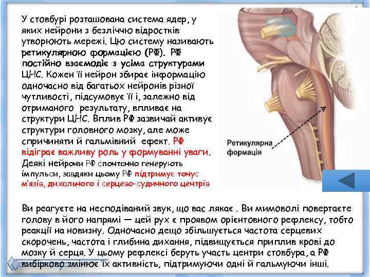 У стовбурі розташована система ядер, у яких нейрони з безліччю відростків утворюють мережі. Цю
