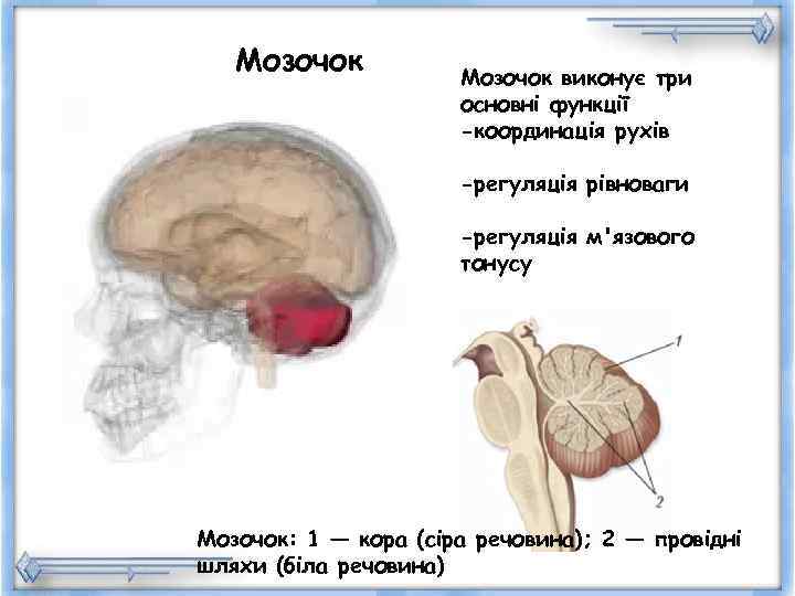   Мозочок виконує три    основні функції    -координація