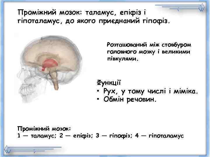 Проміжний мозок: таламус, епіфіз і гіпоталамус, до якого приєднаний гіпофіз.    