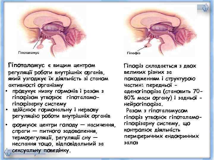 Гіпоталамус є вищим центром   Гіпофіз складається з двох регуляції роботи внутрішніх