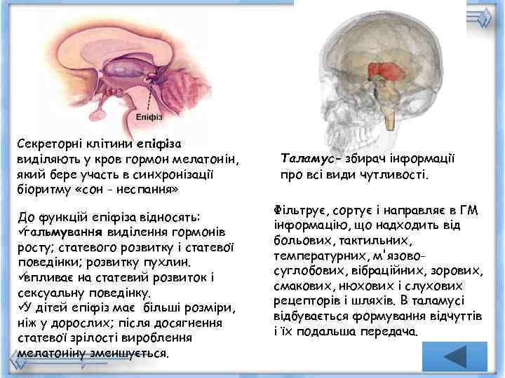 Секреторні клітини епіфіза виділяють у кров гормон мелатонін,  Таламус- збирач інформації який бере