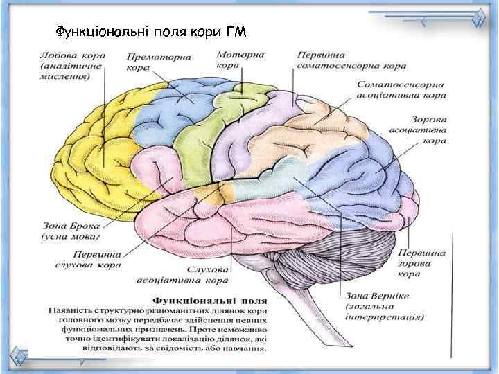 Функціональні поля кори ГМ 