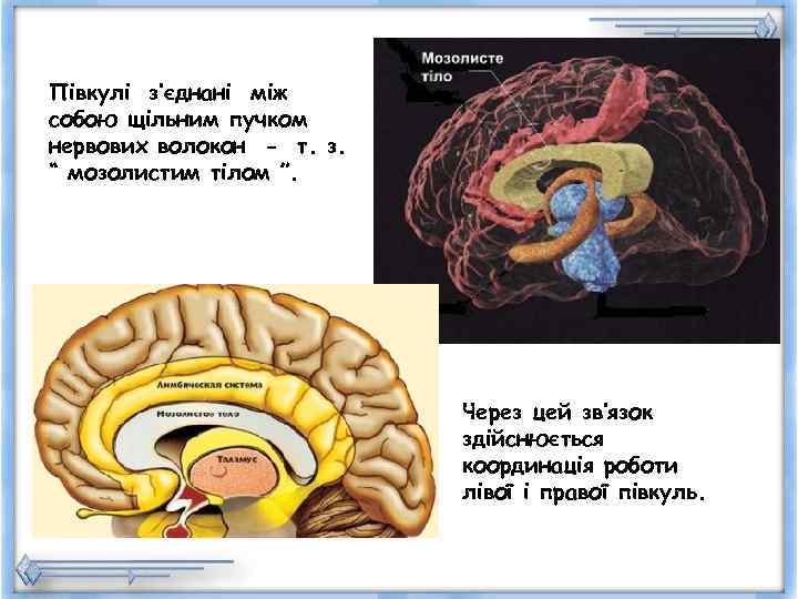 Півкулі з’єднані між собою щільним пучком нервових волокон - т. з. “ мозолистим тілом