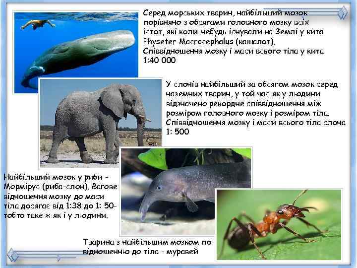       Серед морських тварин, найбільший мозок   