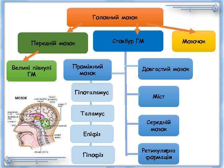      Головний мозок   Передній мозок   Стовбур