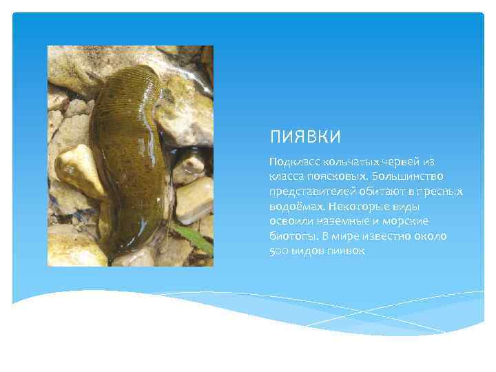 ПИЯВКИ Подкласс кольчатых червей из класса поясковых. Большинство представителей обитают в пресных водоёмах. Некоторые