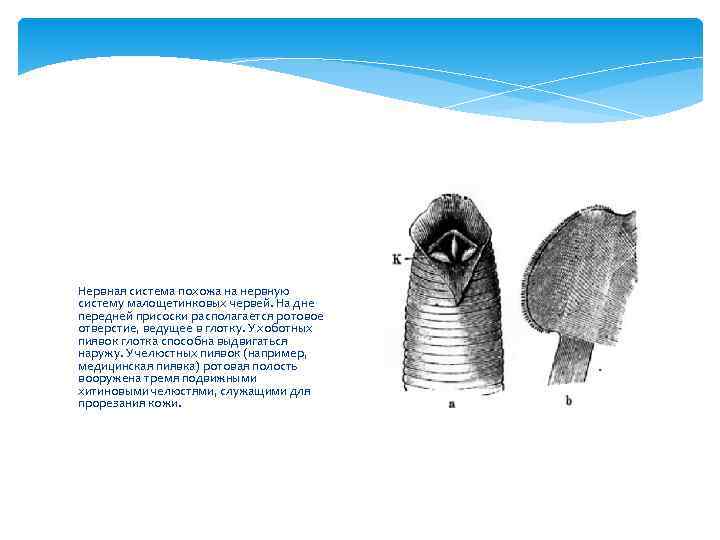 Нервная система похожа на нервную систему малощетинковых червей. На дне передней присоски располагается ротовое