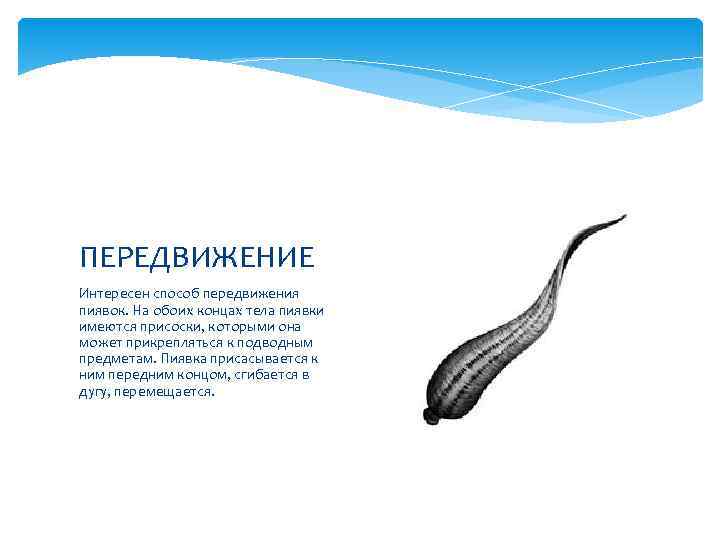 ПЕРЕДВИЖЕНИЕ Интересен способ передвижения пиявок. На обоих концах тела пиявки имеются присоски, которыми она