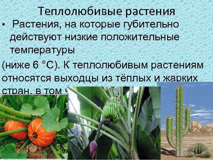 Теплолюбивые растения • Растения, на которые губительно  действуют низкие положительные  температуры