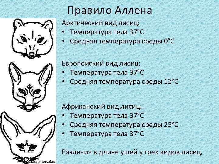  Правило Аллена Арктический вид лисиц:  • Температура тела 37°С • Средняя температура
