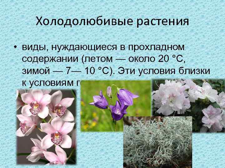   Холодолюбивые растения • виды, нуждающиеся в прохладном  содержании (летом — около