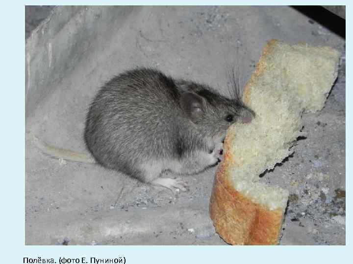 Полёвка. (фото Е. Пуниной) 