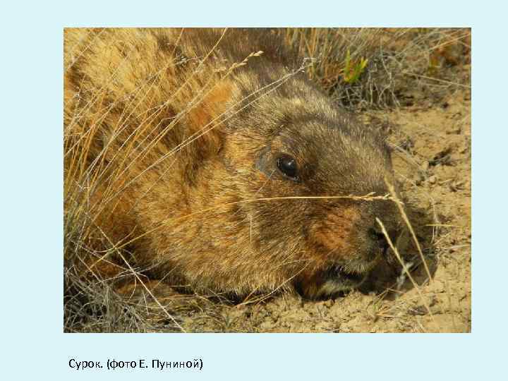 Сурок. (фото Е. Пуниной) 