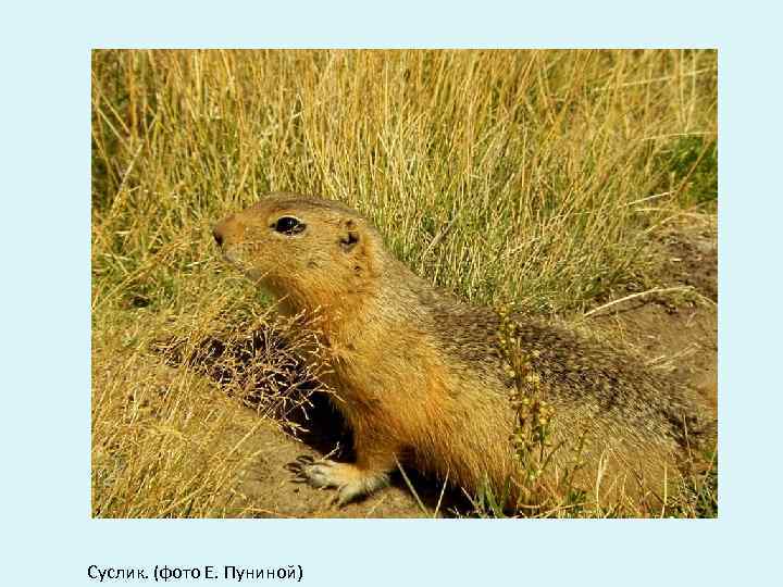 Суслик. (фото Е. Пуниной) 