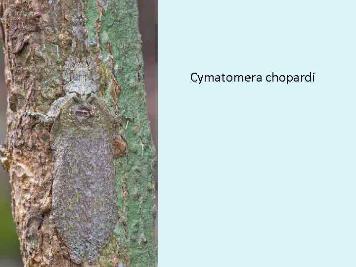 Cymatomera chopardi 