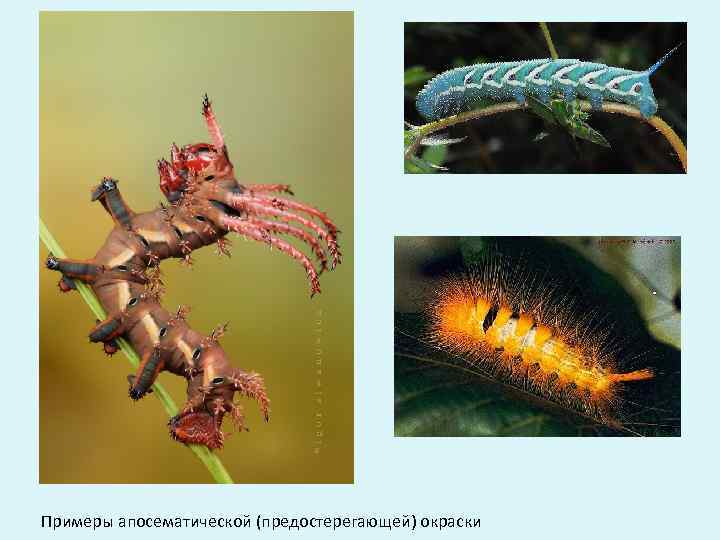 Примеры апосематической (предостерегающей) окраски 