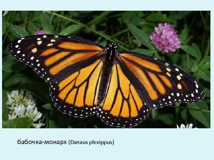 бабочка-монарх (Danaus plexippus) 
