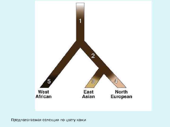 Предполагаемая селекция по цвету кожи 