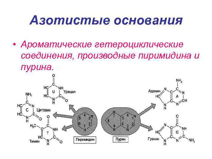   Азотистые основания • Ароматические гетероциклические  соединения, производные пиримидина и  пурина.