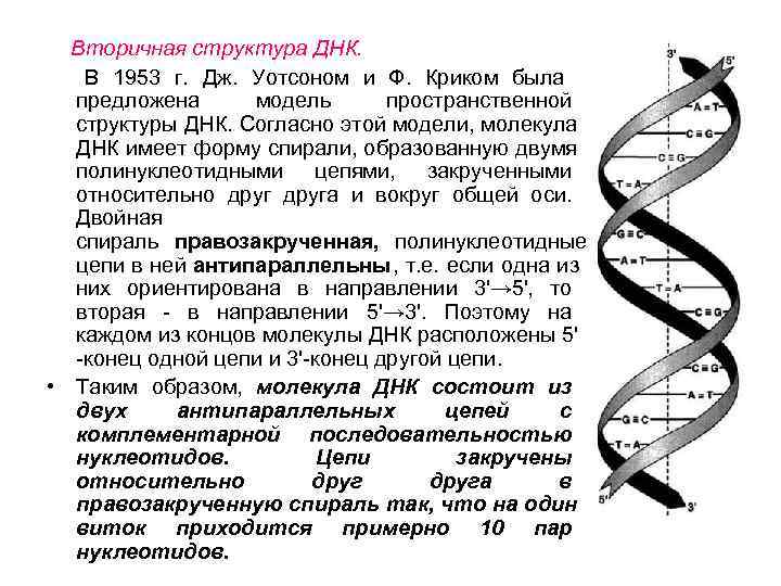   Вторичная структура ДНК.  В 1953 г.  Дж.  Уотсоном и