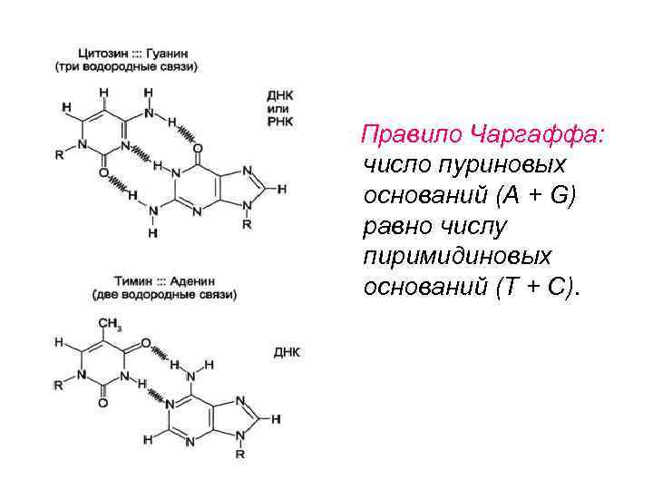   Правило Чаргаффа: число пуриновых оснований (А + G) равно числу пиримидиновых оснований