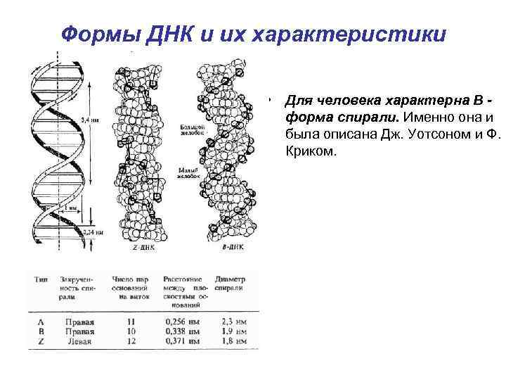 Формы ДНК и их характеристики     • Для человека характерна B