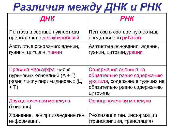  Различия между ДНК и РНК   ДНК     РНК