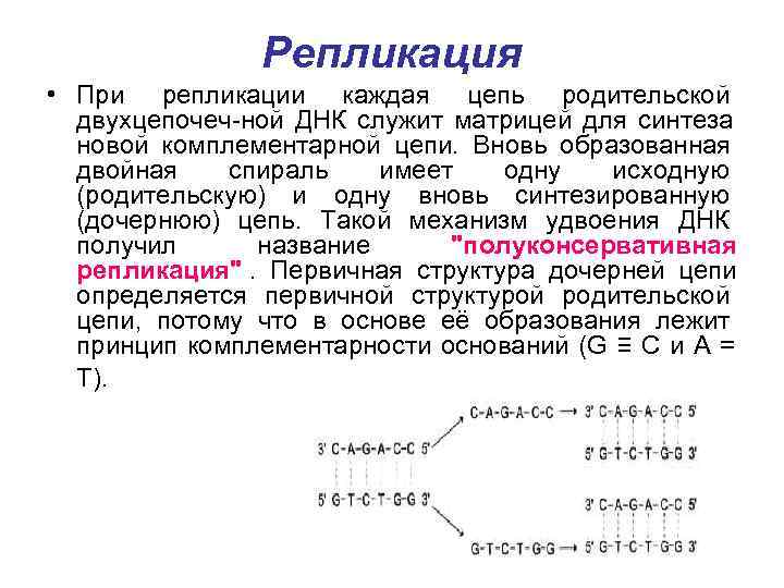    Репликация • При репликации каждая цепь родительской  двухцепочеч-ной ДНК служит