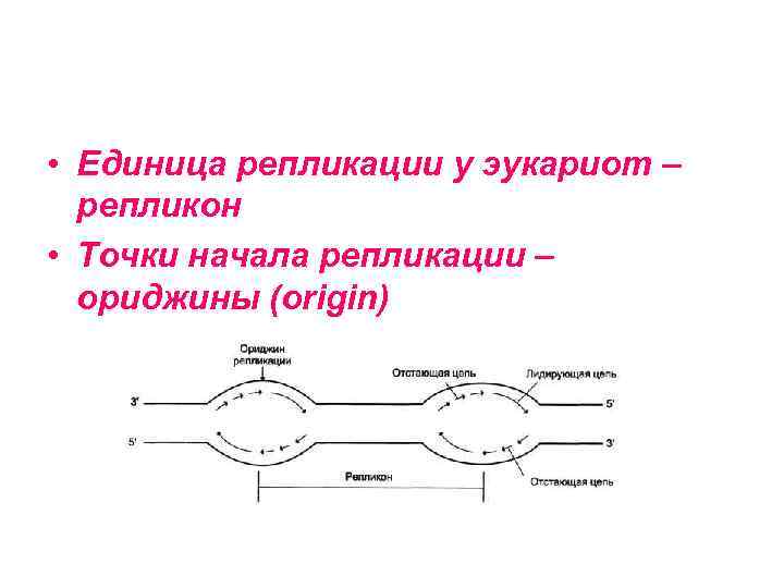  • Единица репликации у эукариот –  репликон • Точки начала репликации –