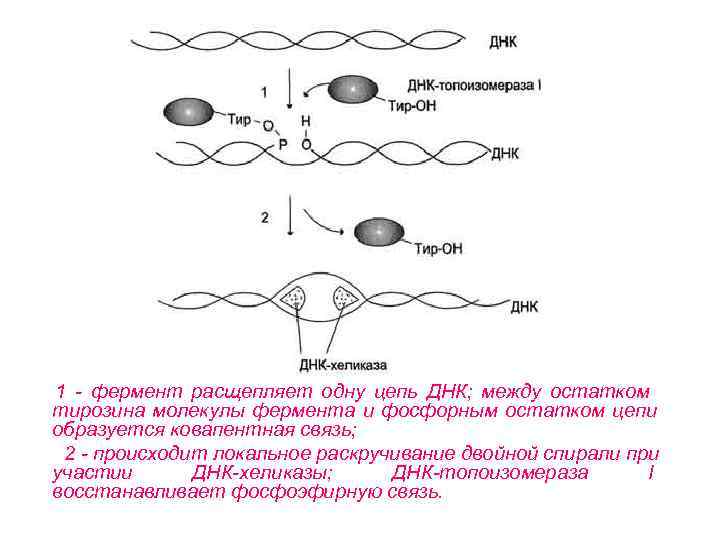   1 - фермент расщепляет одну цепь ДНК;  между остатком  тирозина