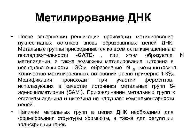    Метилирование ДНК • После завершения репликации происходит метилирование  нуклеотидных остатков