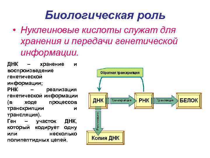 Технологическая карта нуклеиновые кислоты