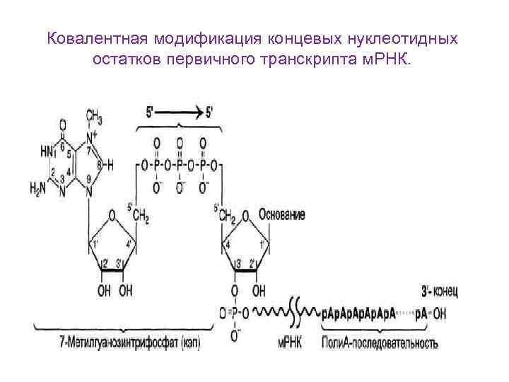 Ковалентная модификация концевых нуклеотидных  остатков первичного транскрипта м. РНК. 